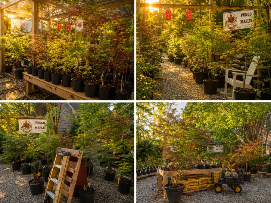 Japanese Maple Display and Shaded Growing Tunnels