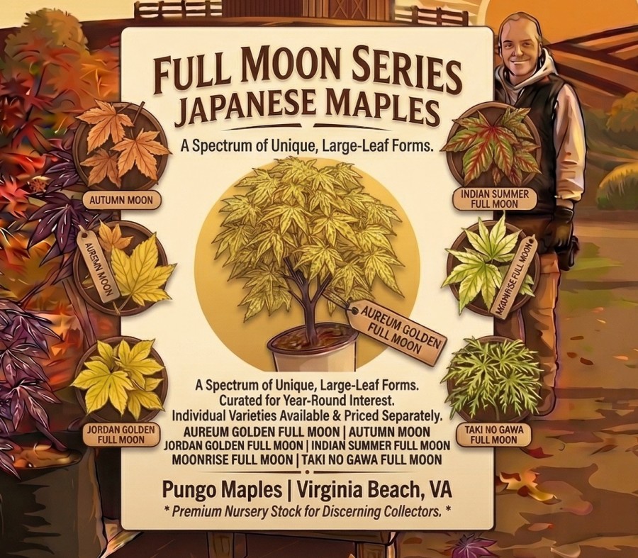 Full Moon Shirasawanum Japanese Maple Tree Collection - Pungo Maples