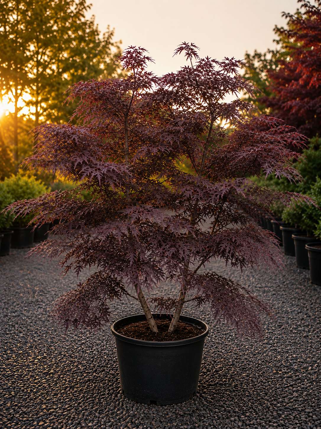 Black Lace Japanese Maple