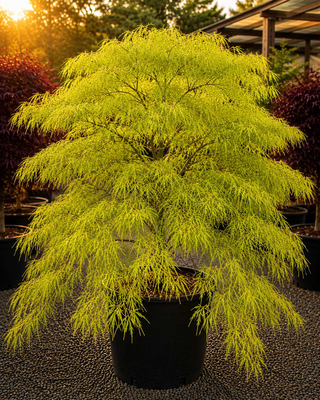 Yellow Threads