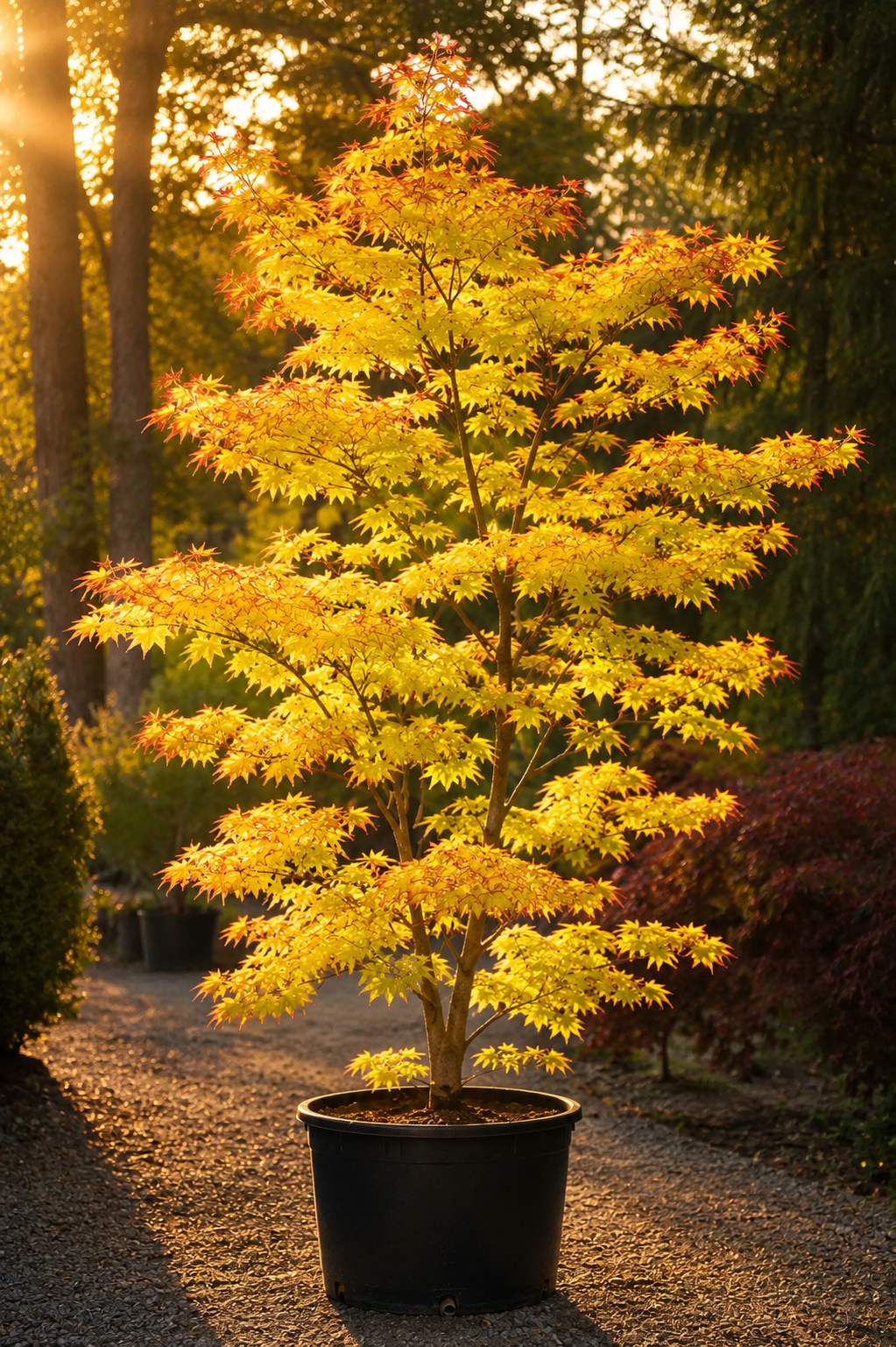 Summer Gold