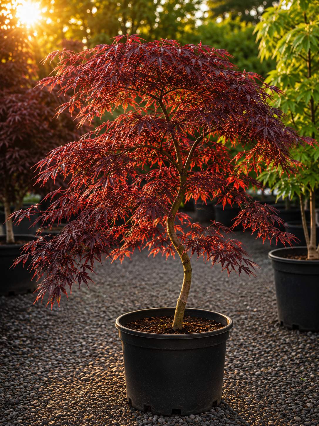 Hubbs Red Willow