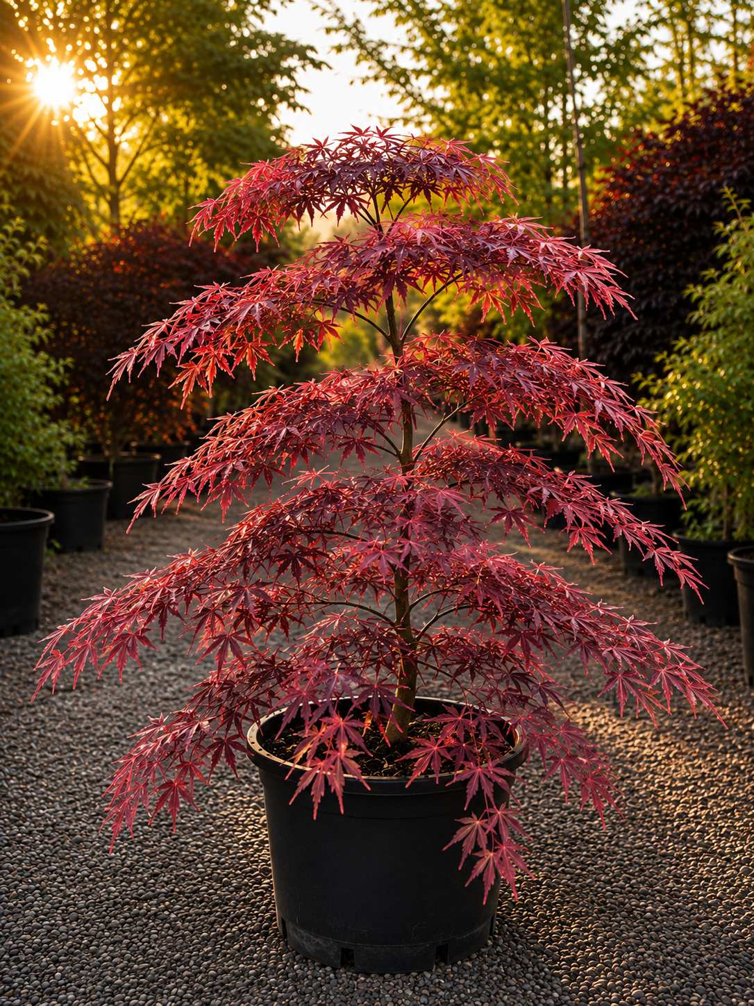 Dragon Tears Japanese Maple