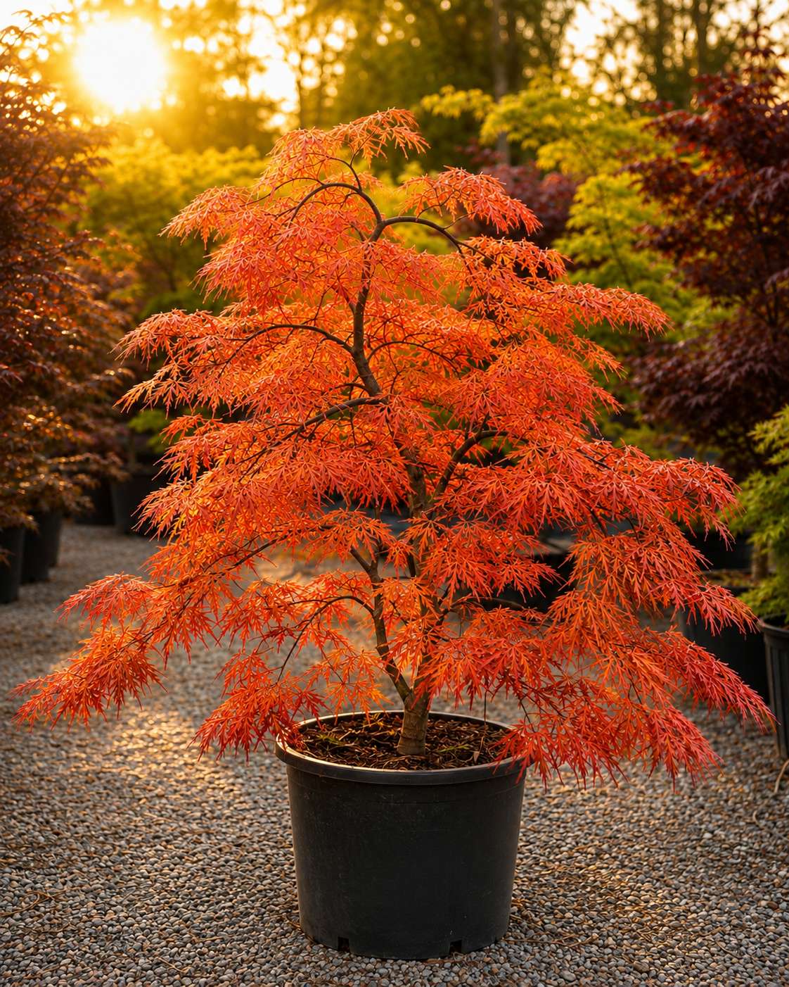 Orangeola